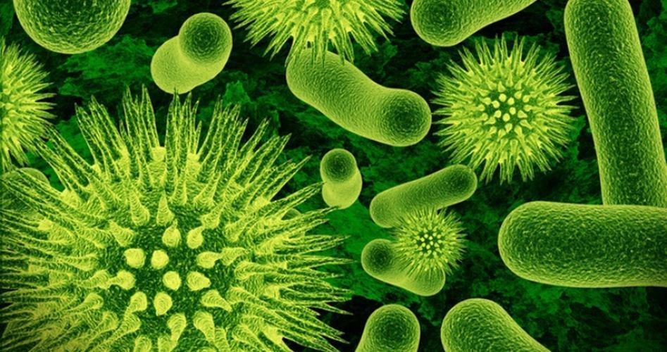 شيء في أمعاء الإنسان قد يكون سر الحماية من كورونا.. ما هو؟