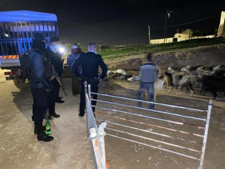 الشرطة تكشف ملابسات سرقة 126 رأس غنم وتعيدها لصاحبها في بيت لحم