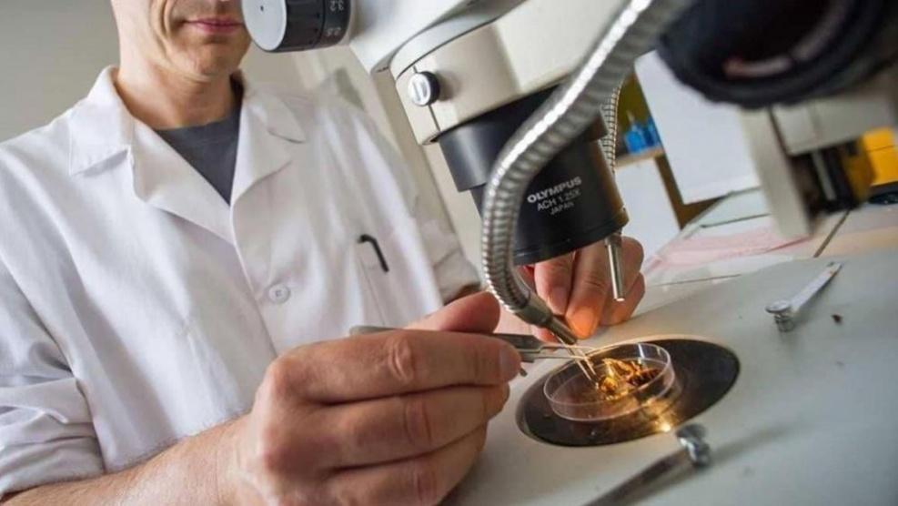 دراسة: الديدان الطفيلية تعالج أمراض القلب والخرف والمفاصل
