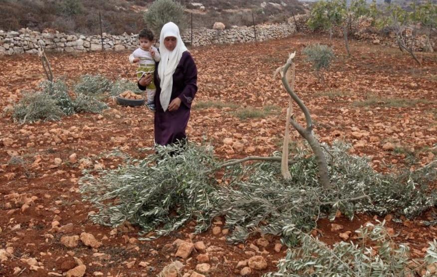 مستوطنون يقتلعون أشجار زيتون ويعتدون على رعاة أغنام بالخليل