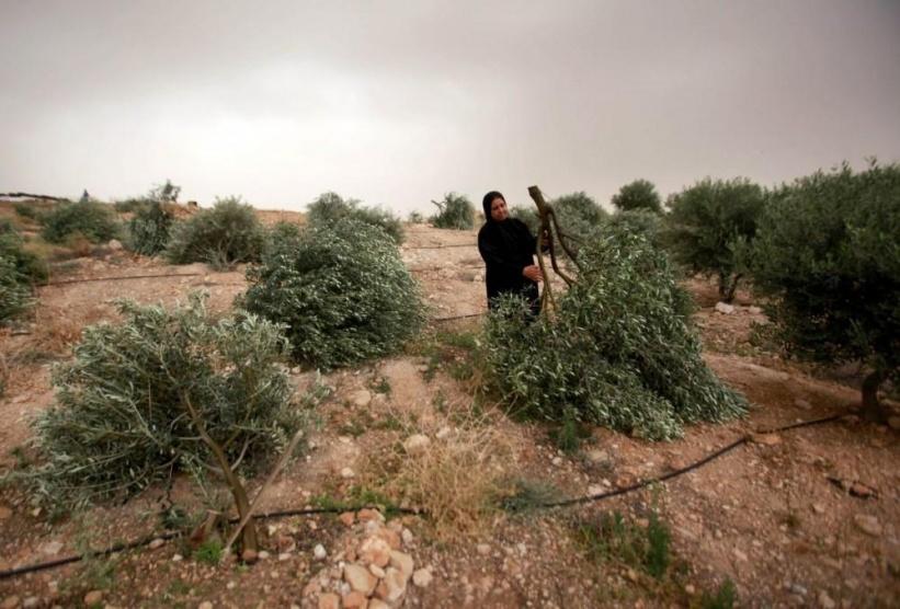 مستوطنون يتلفون أشتال زيتون وشبكات ريّ جنوبي نابلس