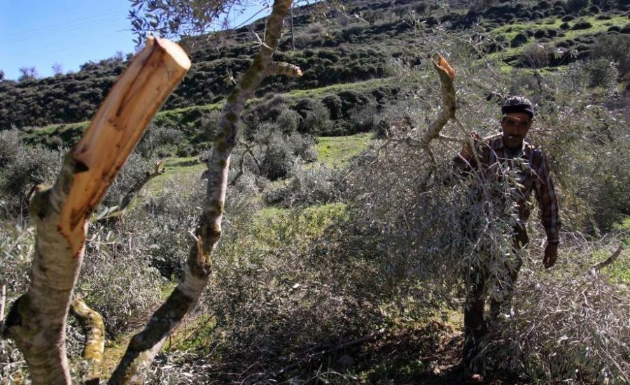 الاحتلال يقتلع عشرات أشجار الزيتون شرق قلقيلية