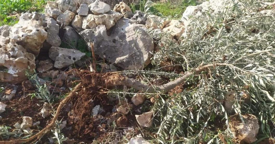 مستوطنون يقتلعون أشجار زيتون ويتلفون شبكة ري في سلفيت