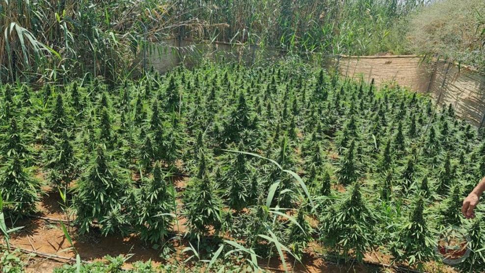 الشرطة تضبط مشتلا ضخماً للمخدرات في أريحا