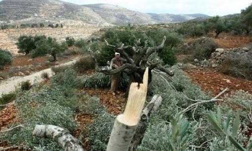 الاحتلال يقتلع أشتال زيتون غرب بيت لحم