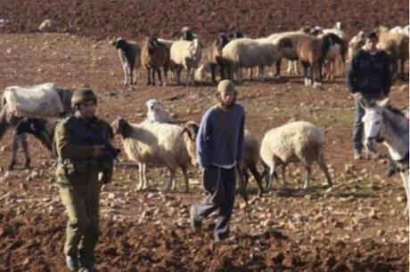 أبقار المستوطنين ترعى المحاصيل البعلية للفلسطينيين في الأغوار الشمالية