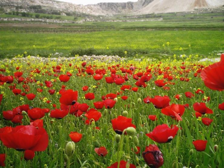 فصل الربيع يبدأ غدا الأحد