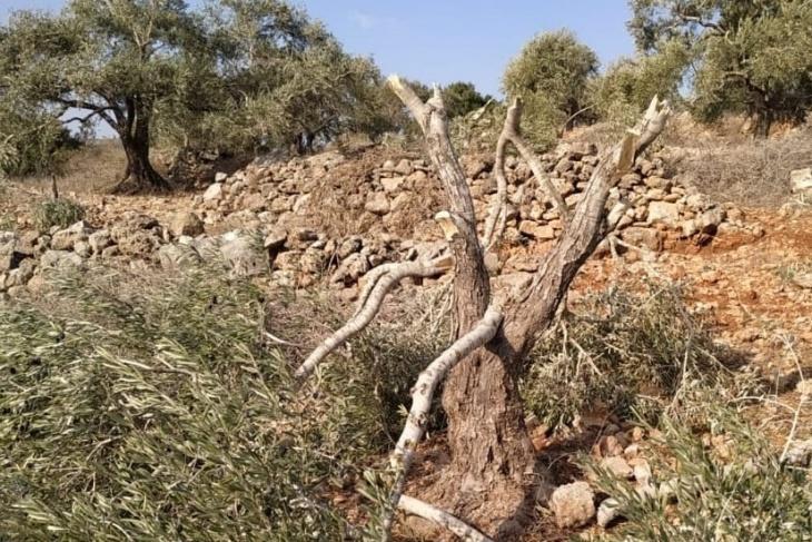 مستوطنون يدمرون مئات أشتال الزيتون ومحاصيل زراعية في بلدة الخضر