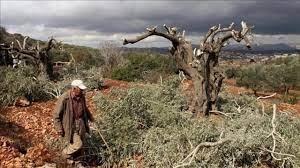 مستوطنون يقتلعون 17 غرسة زيتون ويحطمون غرفة زراعية غرب سلفيت