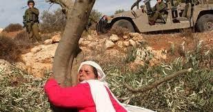 مستوطنون يقتحمون أراضي وادي الربابة في سلوان ويكسرون أشجار زيتون