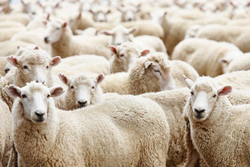 ما شروط الأضحية؟.. المفتي يجيب