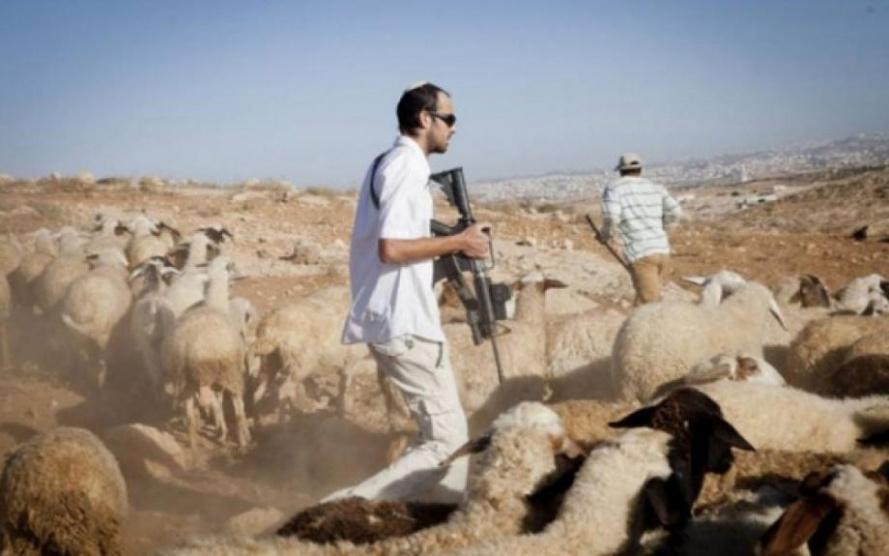 مستوطنون يرعون أغنامهم وسط مساكن المواطنين غرب أريحا
