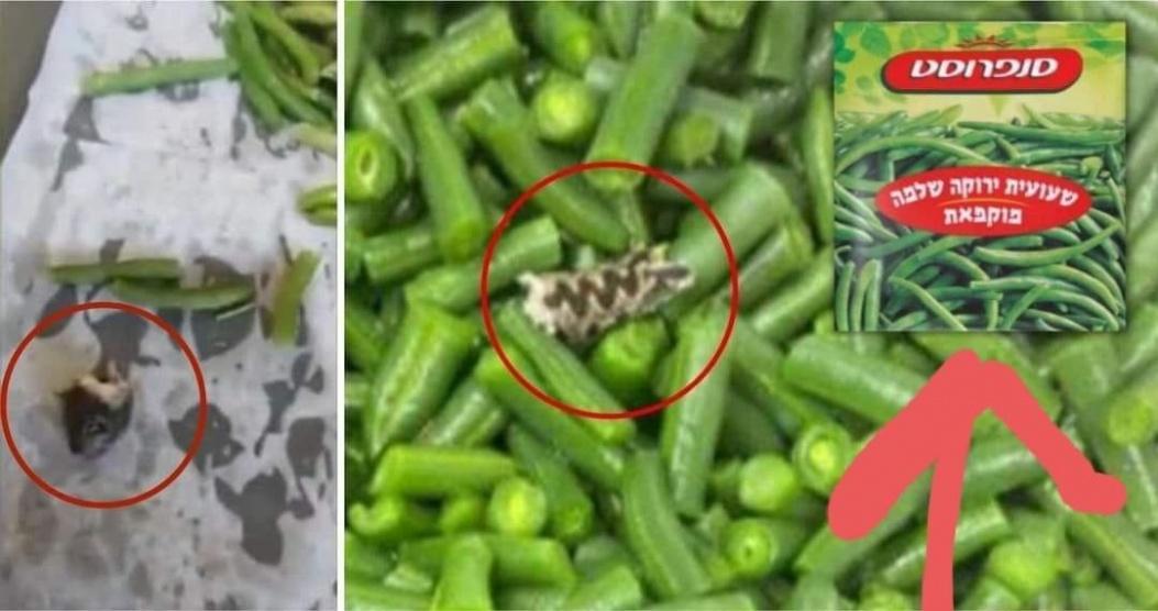 أجزاء ثعبان في أكياس فاصولياء.. والصحة الإسرائيلية تسحبها من الأسواق