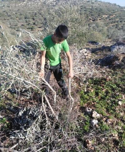 مستوطنون يقطعون 25 شجرة زيتون في قريوت جنوب نابلس