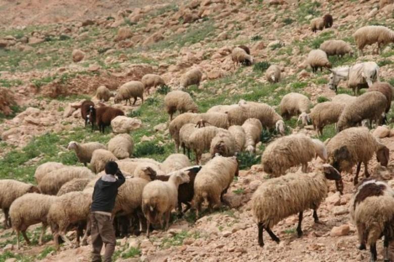 مستوطنون يسرقون اغناما بقراوة بني حسان