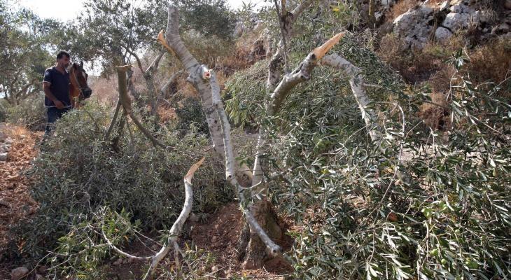 مستوطنون يقتلعون 12 شجرة زيتون معمرة في نابلس