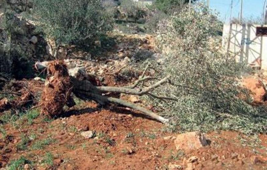 مستوطنون يقتلعون 120 شتلة زيتون في قبلان جنوب نابلس