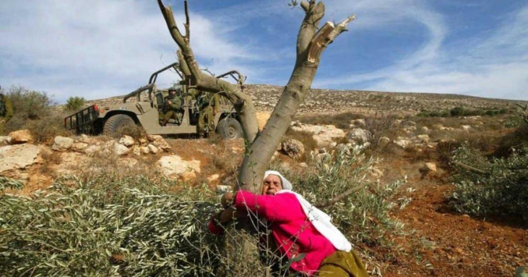 الاحتلال يقتلع 2000 شجرة زيتون غرب سلفيت