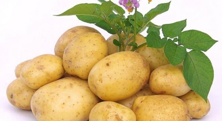 دراسة جديدة..البطاطا تساعد على إنقاص الوزن