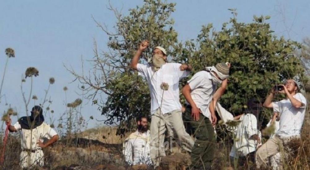 مستوطنون يحطمون أشتال زيتون جنوب نابلس