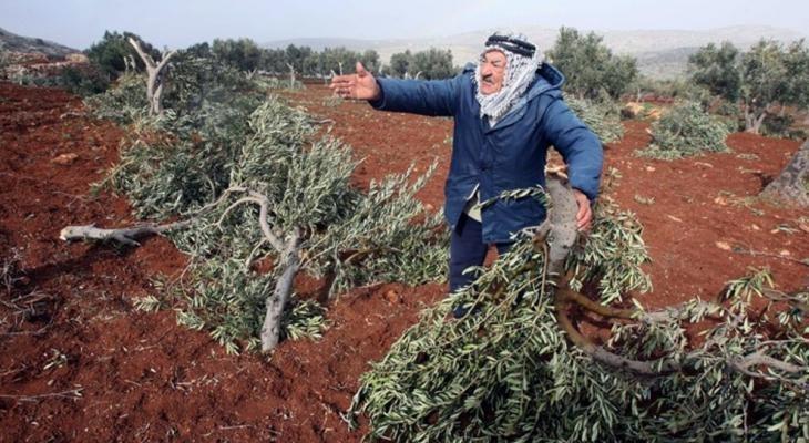 مستوطنون يقتلعون 70 شتلة زيتون جنوب بيت لحم