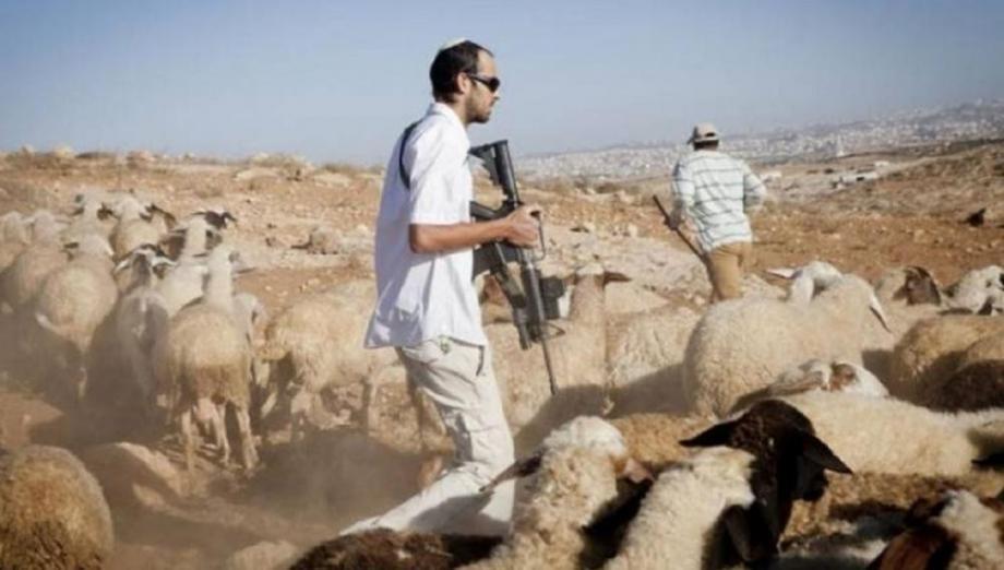 مستوطنون يلاحقون الرعاة في الأغوار الشمالية