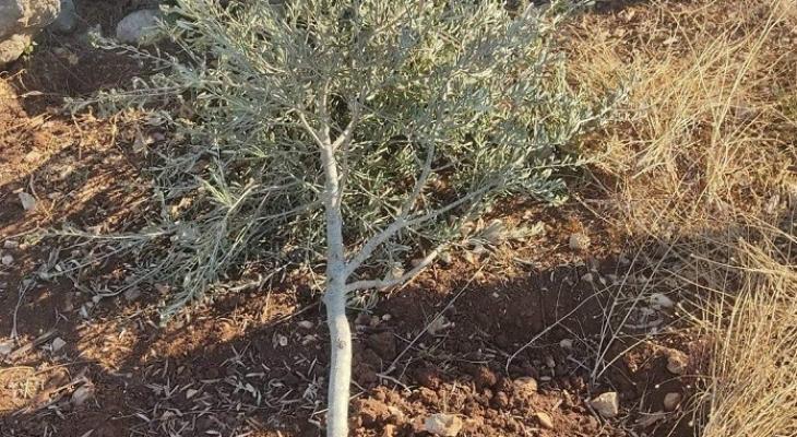  توزيع أشتالاً حرجية وزيتون على مزارعين في بيت لحم