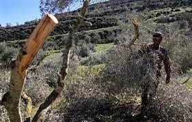 مستوطنون يقطعون أشجار زيتون من أراضي حوسان غرب بيت لحم