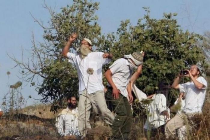 مستوطنون يهاجمون مساكن المواطنين بتجمع عين الحلوة في الأغوار