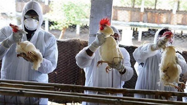 الصين تسجل أول حالة وفاة بمتحور جديد من إنفلونزا الطيور