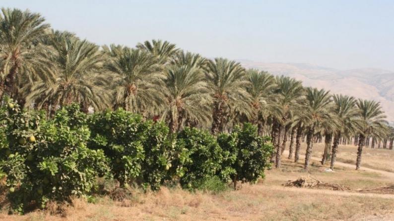 مستوطنون يحرقون أشجار نخيل في بلدة برقة شمال غرب نابلس