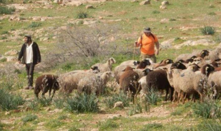 مستوطنون يرعون أغنامهم بأراضي المواطنين الزراعية جنوب الخليل