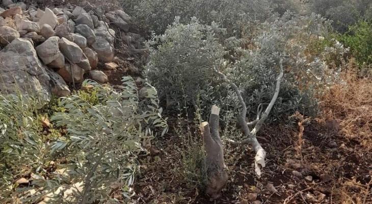 الاحتلال يقتلع 340 شجرة زيتون غرب سلفيت