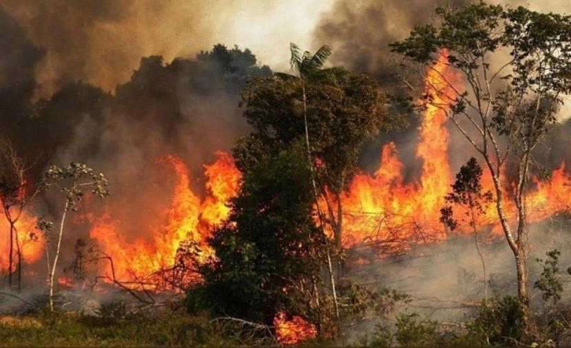 حرائق الغابات تلتهم مساحات شاسعة من الأراضي الزراعية والأشجار في سوريا