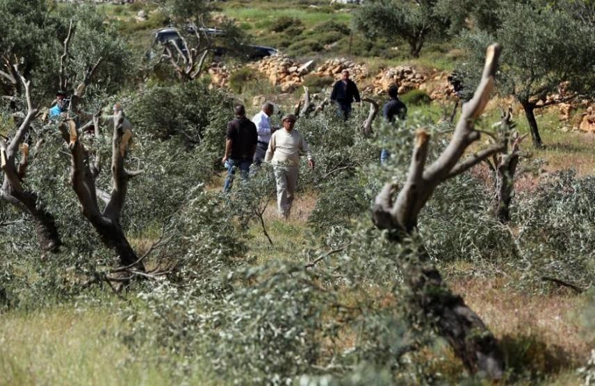 بيت لحم: الاحتلال يقتلع عشرات الأشجار المثمرة في حوسان