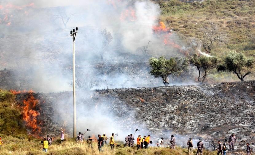 مستوطنون يعدمون 20 شجرة زيتون بنابلس