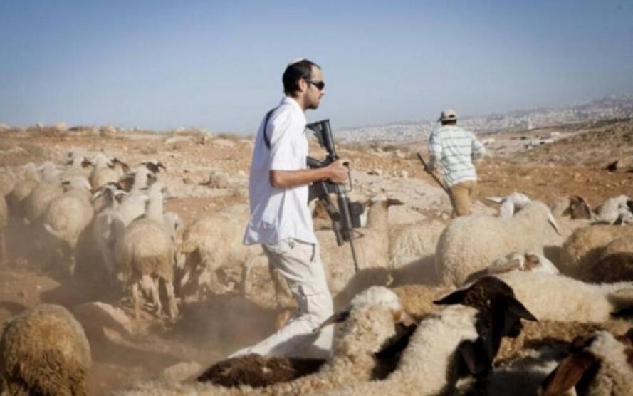 مستوطنون يهاجمون رعاة الأغنام في الأغوار