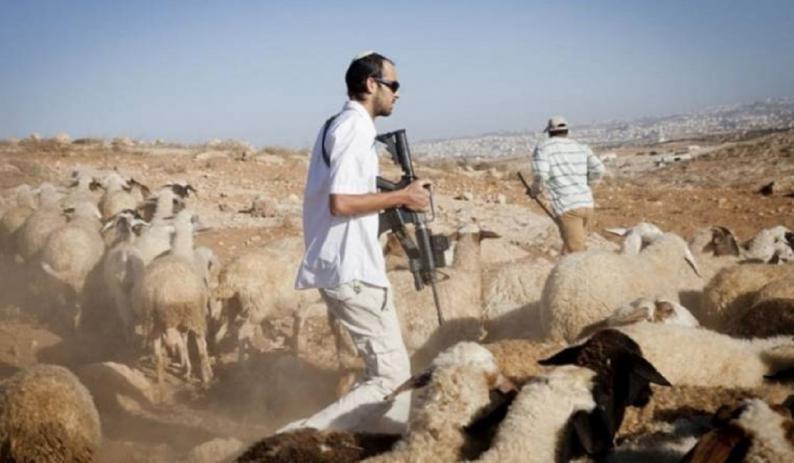 مستوطنون يحرقون خيمتين ويسرقون أغنامًا شرق رام الله