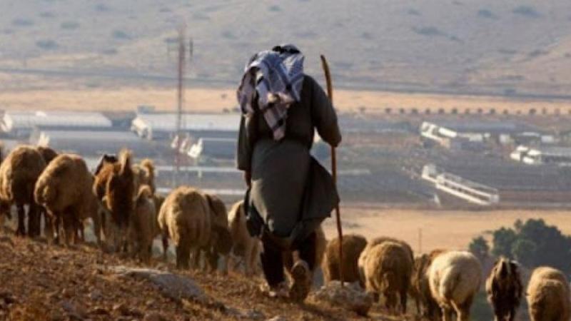 مستعمرون يعتدون على رعاة أغنام في الرشايدة شرق بيت لحم