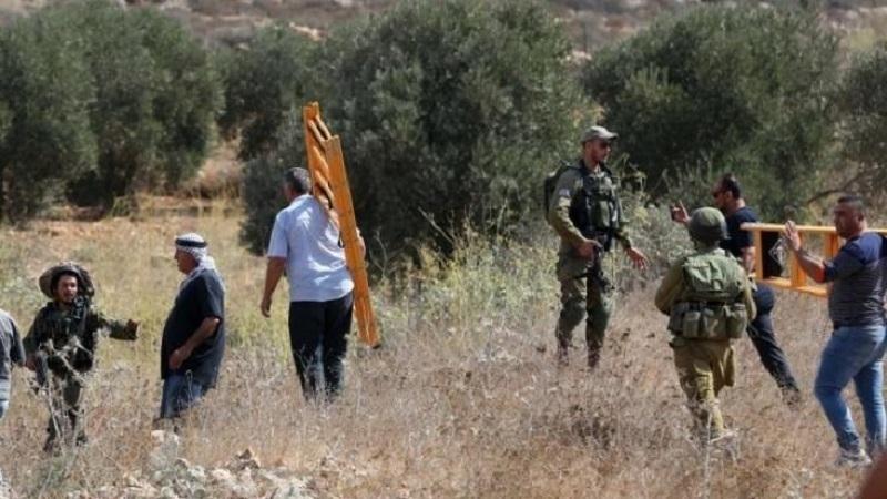 الاحتلال يجبر قاطفي الزيتون غرب سلفيت على مغادرة أراضيهم