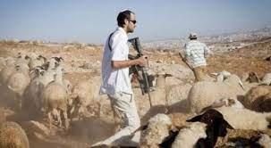 مستوطنون يسرقون 35 رأس غنم بقراوة بني حسان