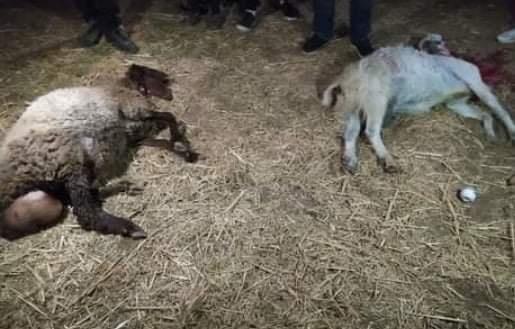 مستعمر يدعس قطيعا من الأغنام ويقتل عددا منها في المعرجات