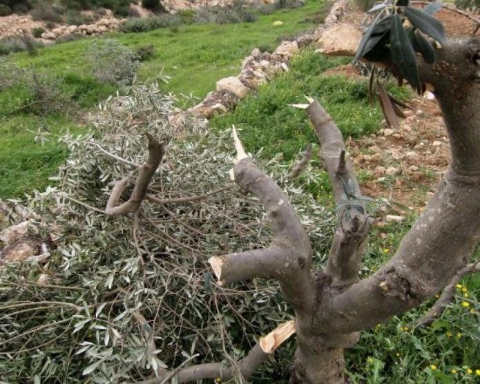 مستعمرون يقطعون عشرات أشجار الزيتون جنوب نابلس