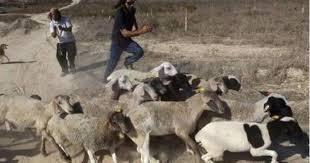مستوطنون يستولون على 25 رأس بقر شرق طوباس