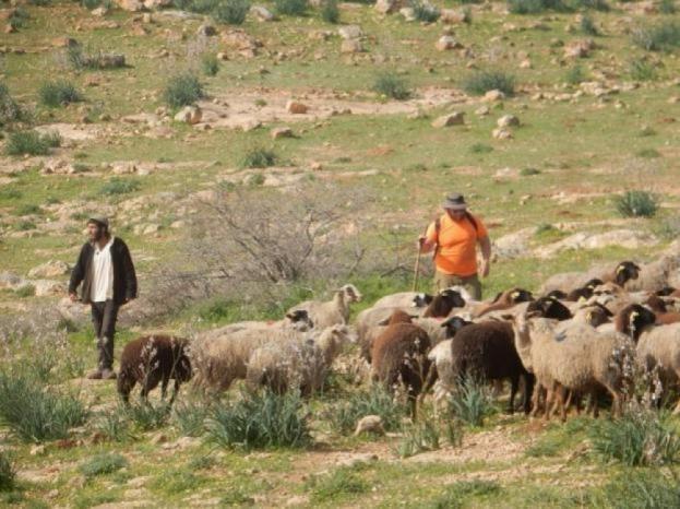 مستعمر يرعى أغنامه في أراضي المواطنين بمسافر يطا