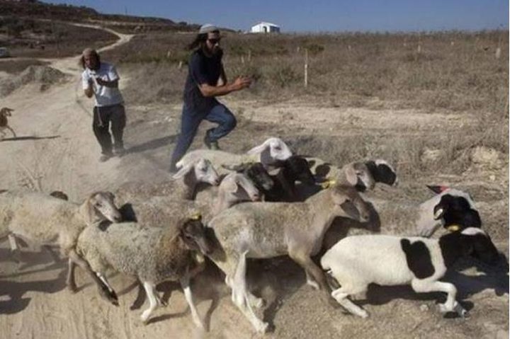 مستعمرون يدمرون بركسا للأغنام وخزان مياه في منطقة المليحات شمال غرب أريحا