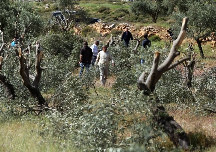 مستعمرون يطلقون مواشيهم في أراضي المواطنين شرق بيت لحم