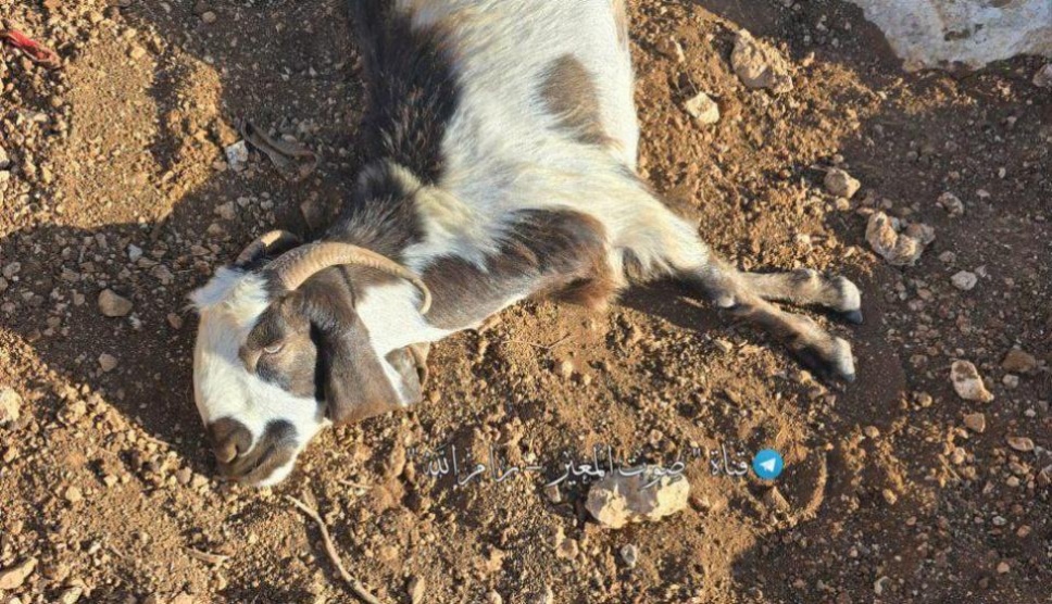 مستوطنون يسممون أغناما في قرية المغير شرق رام الله