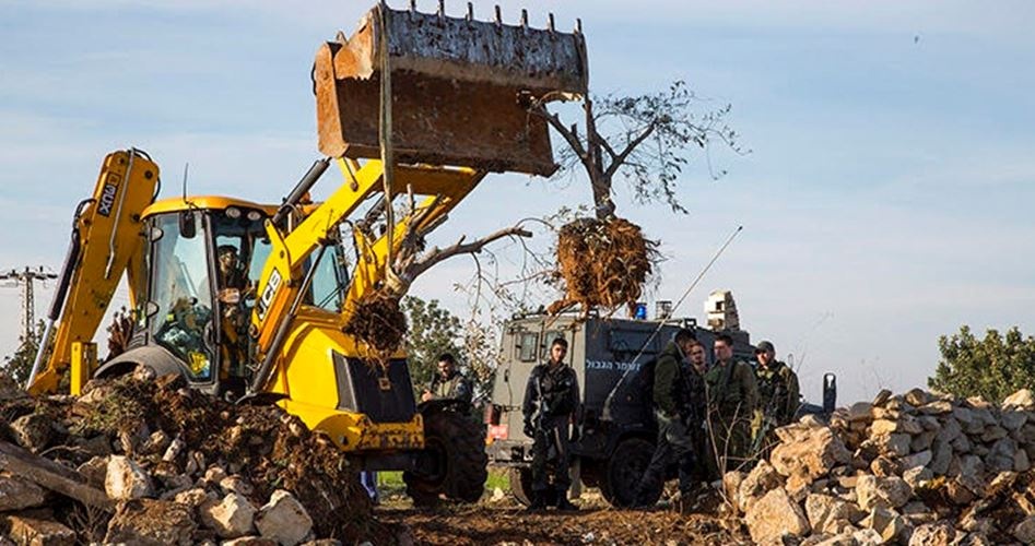 قوات الاحتلال تقتلع عشرات أشجار الزيتون شمال غرب سلفيت
