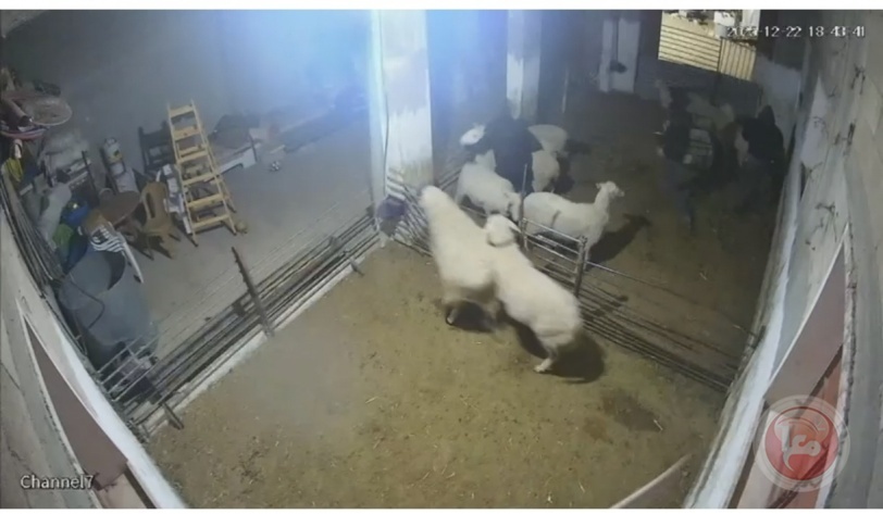 اعتداء وحشي للمستوطنين في السموع: إصابات بين الأطفال وتخريب المنازل والمواشي